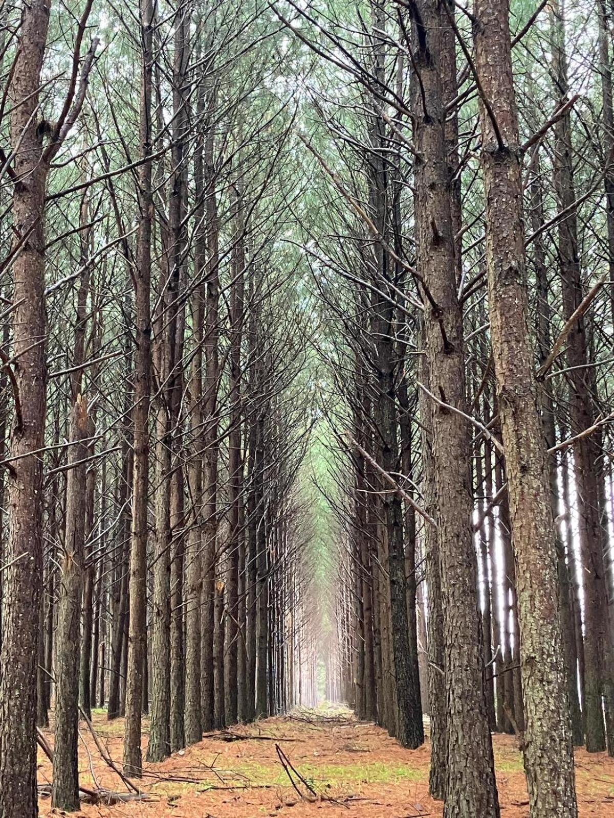 Vila Pinos De La Quebrada Quebrada de los Cuervos Exteriér fotografie